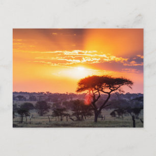 Postal Safari en el Parque Nacional Serengeti