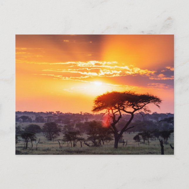 Postal Safari en el Parque Nacional Serengeti (Anverso)