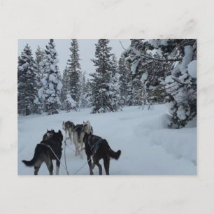 Postal Safari siberiano poscard