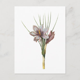 Postal saffron crocus(Crocus sativus) de Redouté