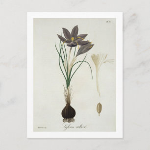 Postal Saffron Crocus from 'Phytographie Medicale' by Jos
