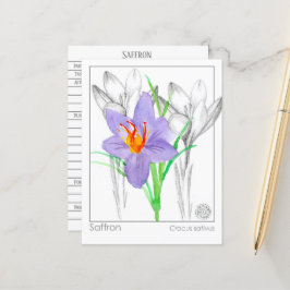 Postal Saffron Crocus Herb Plant Materia Medica
