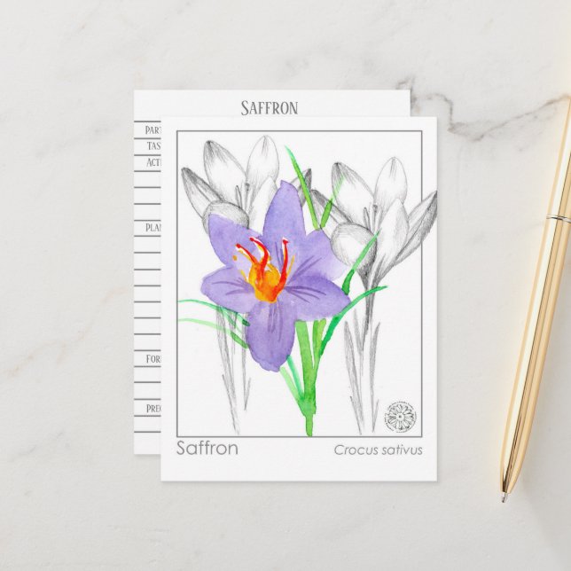 Postal Saffron Crocus Herb Plant Materia Medica (Anverso/Reverso In Situ)