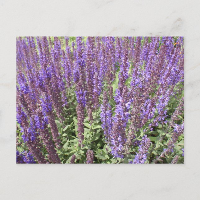 Postal Sage Salvia Nemorosa Ostfriesland (Anverso)