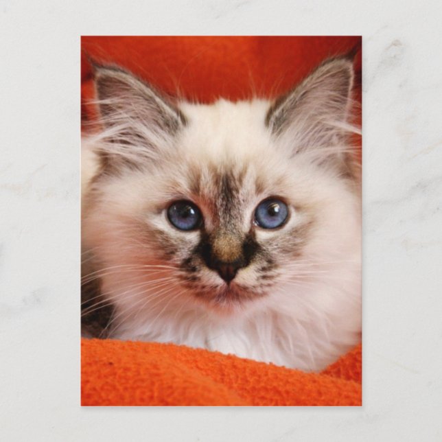 Postal Sagrado Birman Kitten (Anverso)