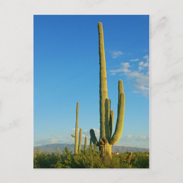 Postal Saguaro Cactus (Anverso)