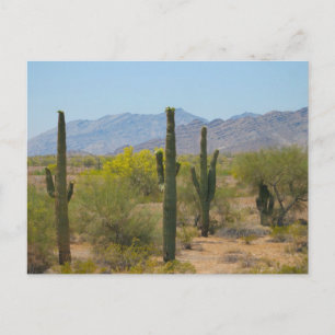 Postal Saguaro Cactus