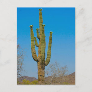 Postal Saguaro Cactus