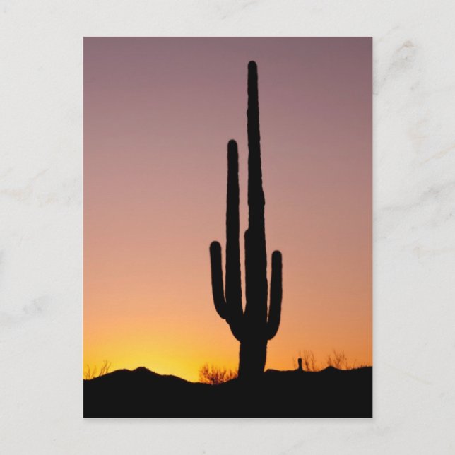 Postal Saguaro Cactus al atardecer (Anverso)