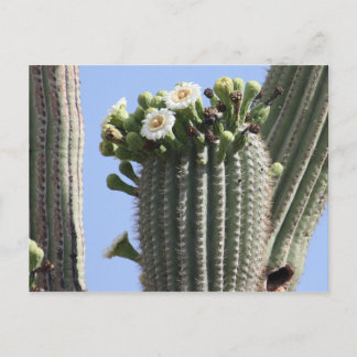 Postal Saguaro Cactus Blooms Postcard