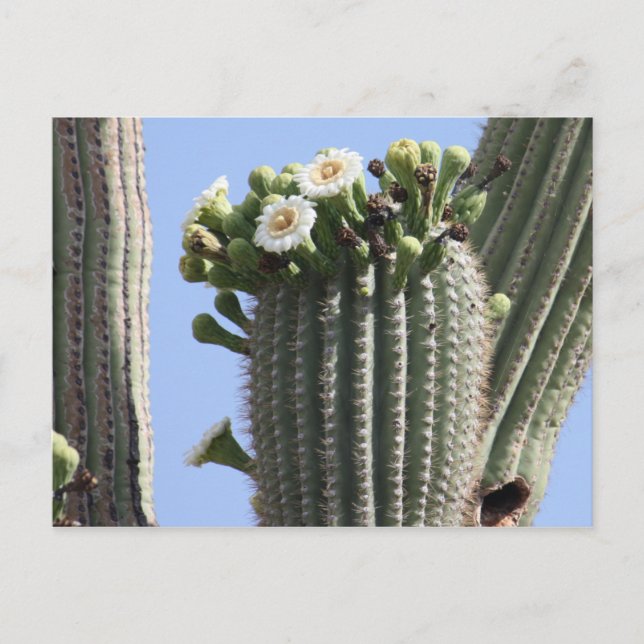 Postal Saguaro Cactus Blooms Postcard (Anverso)