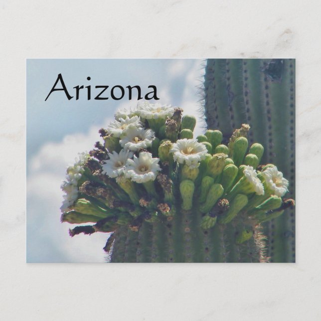 Postal Saguaro cactus blooms postcard, Arizona (Anverso)