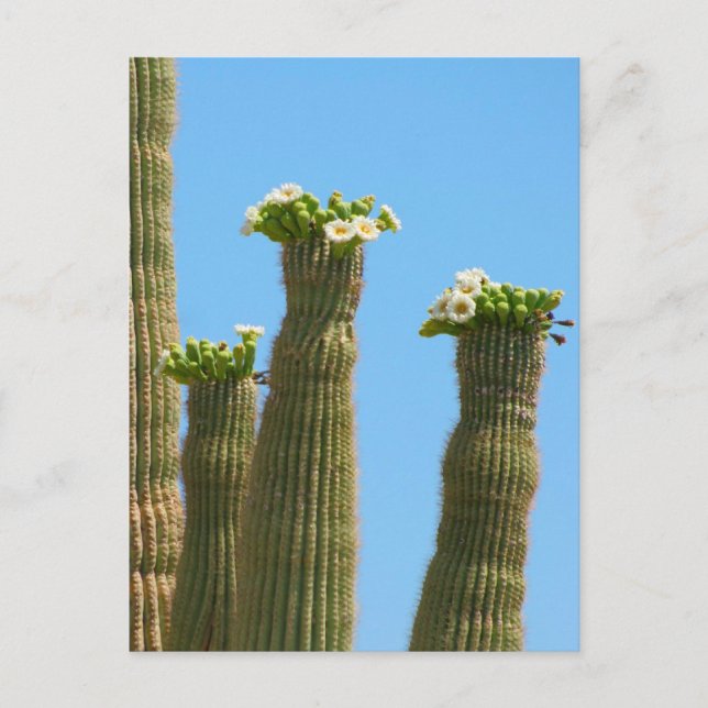 Postal Saguaro Cactus Blossoms (Anverso)