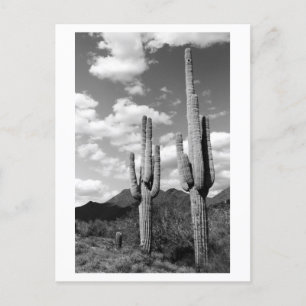 Postal Saguaro Cactus Desert Sonoran Poscarta de fotos B&