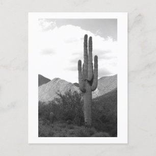 Postal Saguaro Cactus Desert Sonoran Poscarta de fotos B&