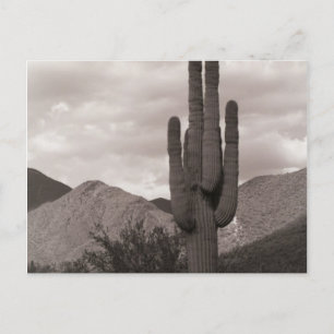 Postal Saguaro Cactus Desert Sonoran Poscarta de fotos B&