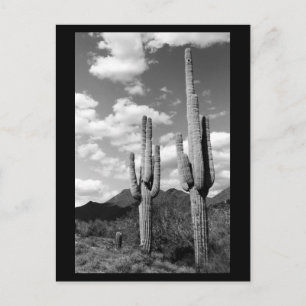 Postal Saguaro Cactus Desert Sonoran Poscarta de fotos B&