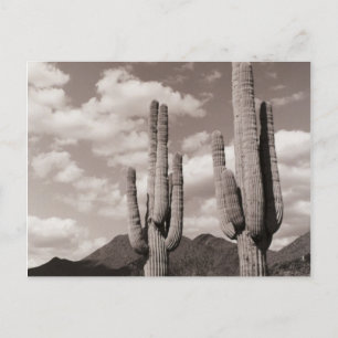 Postal Saguaro Cactus Desert Sonoran Poscarta de fotos B&