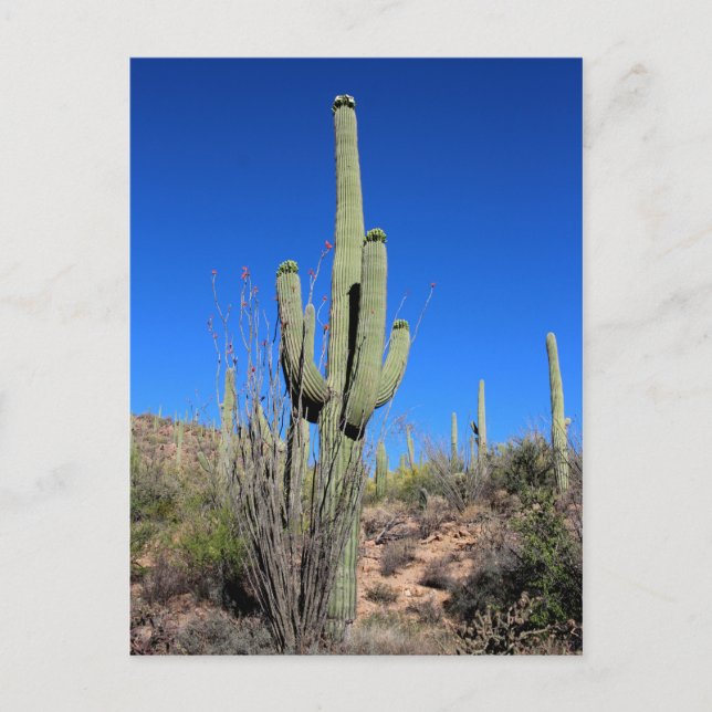 Postal Saguaro Cactus No 1 (Anverso)