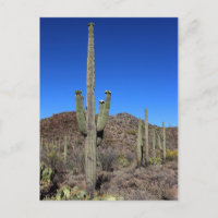 Saguaro Cactus No 9