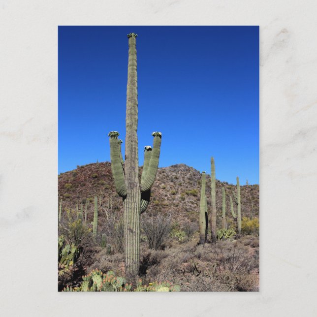 Postal Saguaro Cactus No 9 (Anverso)