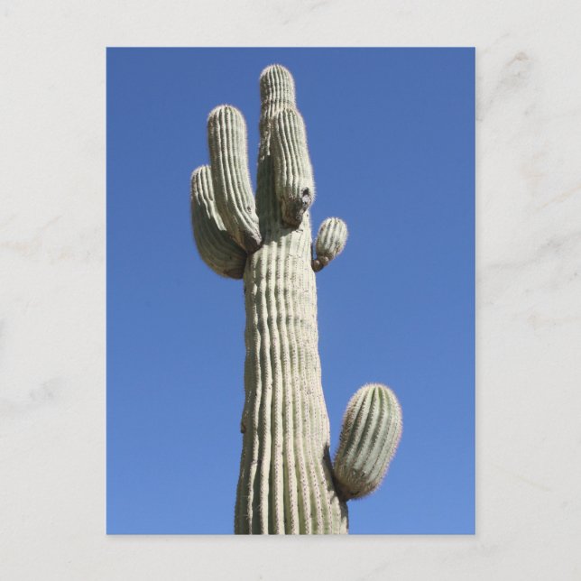 Postal Saguaro Cactus, Scottsdale, Arizona (Anverso)