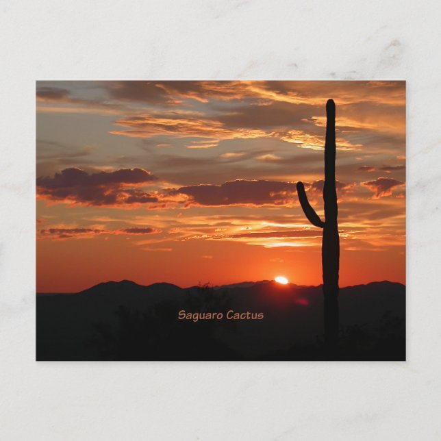 Postal Saguaro Cactus, Sunset, (Anverso)
