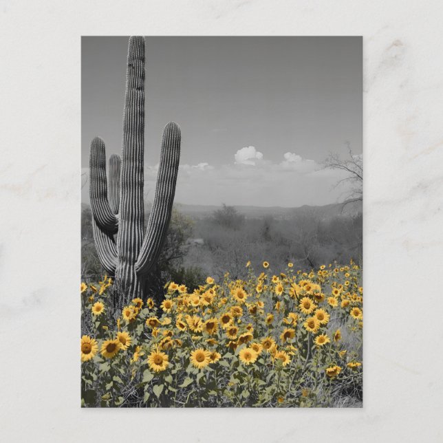 Postal Saguaro Cactus y Sunflowers, desierto del suroeste (Anverso)