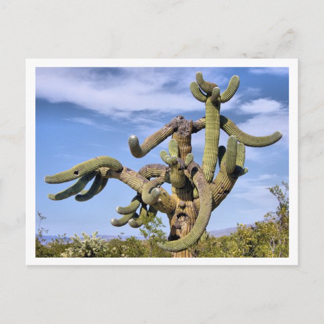Postal Saguaro Monster (Anverso)