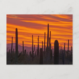 Postal Saguaro, puesta del sol, Parque Nacional Saguaro