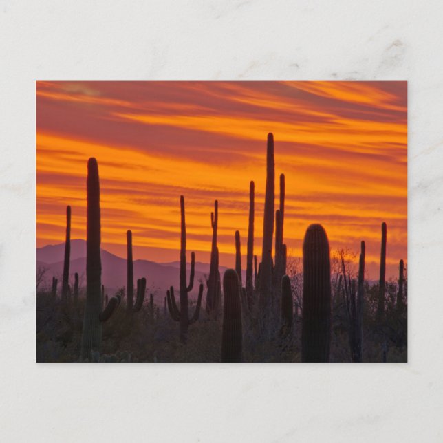 Postal Saguaro, puesta del sol, Parque Nacional Saguaro (Anverso)