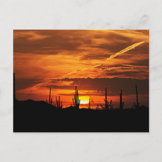 Postal Saguaros escénicos al atardecer
