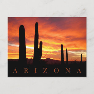 Postal Saguaros Silhouetted contra Blazing Sunset, AZ