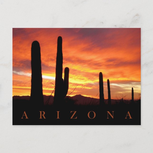 Postal Saguaros Silhouetted contra Blazing Sunset, AZ (Anverso)