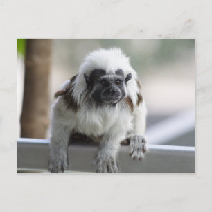 Postal Saguinus oedipus