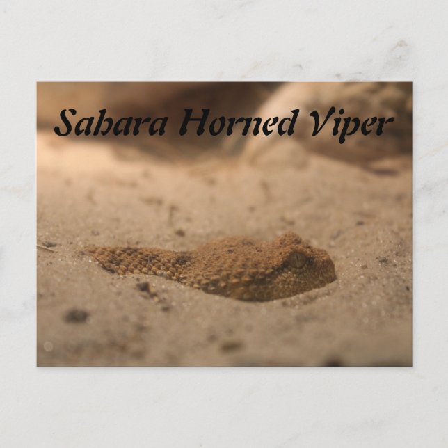 Postal Sahara Horn Viper (Anverso)