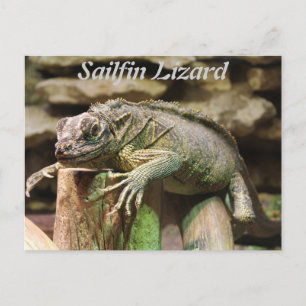 Postal Sailfin Lizard