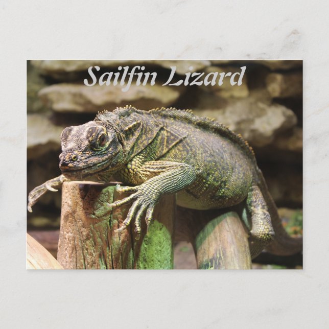 Postal Sailfin Lizard (Anverso)