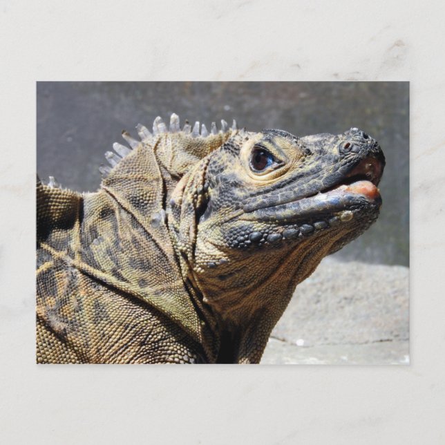 Postal Sailfin Lizard (Anverso)