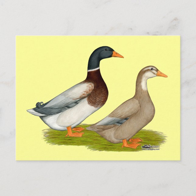 Postal Sajonia Ducks (Anverso)