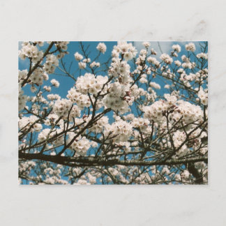 Postal sakura