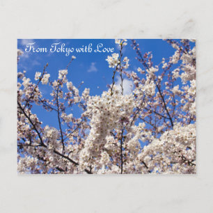 Postal Sakura cerezo florece cielo azul blanco Tokio