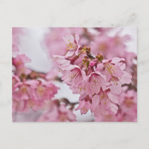 Postal Sakura cerezo florece rosa pálido