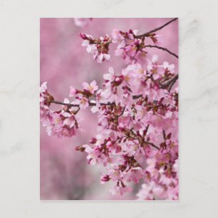 Postal Sakura cerezos florecen en capas rosadas pasteles