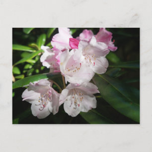 Postal Sakura Cherry Blossom #2 Postcard