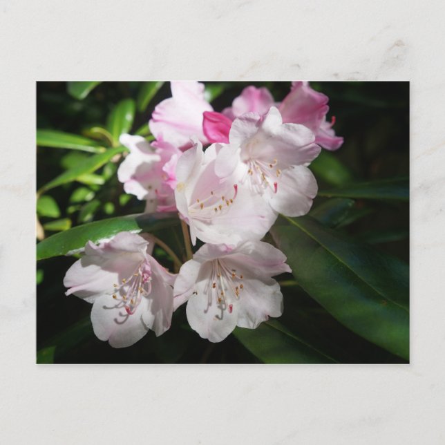Postal Sakura Cherry Blossom #2 Postcard (Anverso)