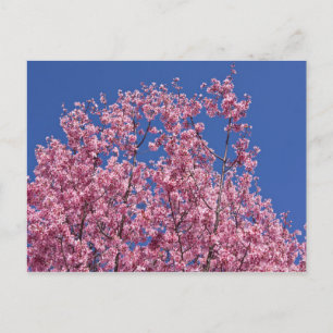 Postal Sakura Flor de Cerezo en el Azul