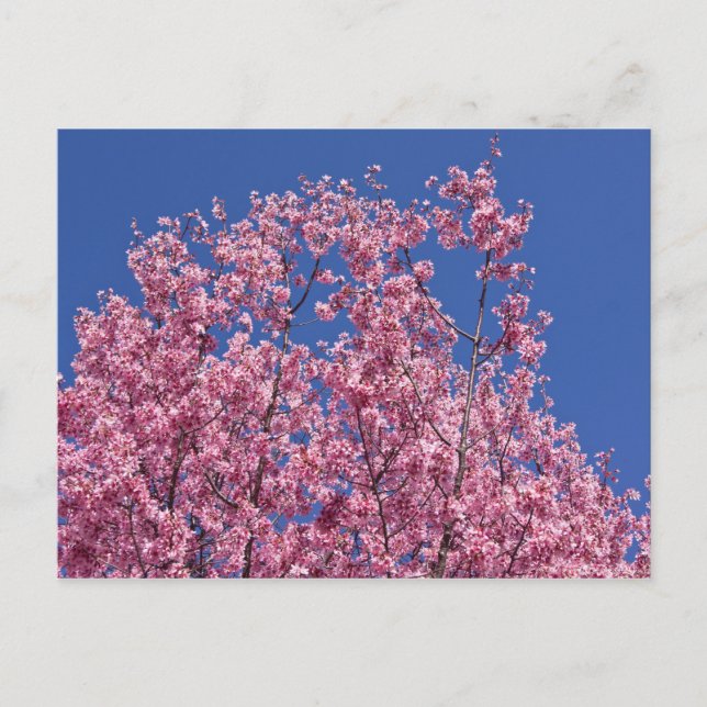 Postal Sakura Flor de Cerezo en el Azul (Anverso)