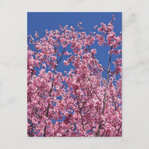 Postal Sakura Flor de Cerezo en el Azul