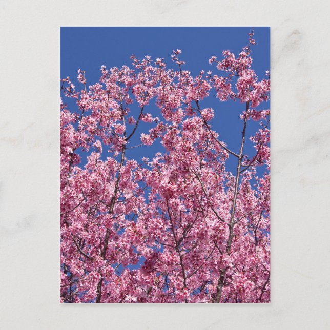 Postal Sakura Flor de Cerezo en el Azul (Anverso)